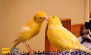 Ø¢Ø´Ù†Ø§ÛŒÛŒ Ø¨Ø§ Ù‚Ù†Ø§Ø±ÛŒ Ùˆ Ø¬ÙØª Ú¯ÛŒØ±ÛŒ Ø¢Ù†â€ŒÙ‡Ø§