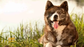 ÙÙØ§Ø¯Ø§Ø±ØªØ±ÛÙ ÙÚØ§Ø¯ÙØ§Û Ø³Ú¯ در دÙÛØ§ | Ù
عرÙÛ Û±Û° ÙÚØ§Ø¯ سگ با عش٠Ù
اداÙ
âØ§ÙØ¹Ù
ر Ø¨Ù Ø§ÙØ³Ø§Ù