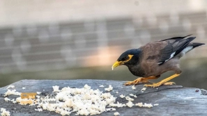 Ø¯Ø±Ø¨Ø§Ø±Ù‡ Ù…Ø±Øº Ù…ÛŒÙ†Ø§ Ùˆ Ø±Ø¹Ø§ÛŒØª Ù†Ú©Ø§Øª ØºØ°Ø§ Ùˆ ØªÙ‚ÙˆÛŒØªÛŒ Ø¢Ù†!