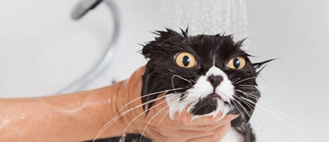 آموزش حمام کردن گربه در خانه