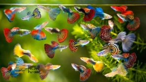 &Ucirc;&plusmn;&Ucirc;&deg; &Ugrave;&dagger;&Uacute;&copy;&Oslash;&ordf;&Ugrave;&Dagger; &Oslash;&middot;&Ugrave;&bdquo;&Oslash;&sect;&Ucirc;&OElig;&Ucirc;&OElig; &Uacute;&copy;&Ugrave;&Dagger; &Oslash;&uml;&Oslash;&sect;&Ucirc;&OElig;&Oslash;&macr; &Ugrave;&sbquo;&Oslash;&uml;&Ugrave;&bdquo; &Oslash;&sect;&Oslash;&sup2; &Oslash;&reg;&Oslash;&plusmn;&Ucirc;&OElig;&Oslash;&macr; &Ugrave;&circ; &Ugrave;&dagger;&Uacute;&macr;&Ugrave;&Dagger;&Oslash;&macr;&Oslash;&sect;&Oslash;&plusmn;&Ucirc;&OElig; &Oslash;&cent;&Uacute;&copy;&Ugrave;&circ;&Oslash;&sect;&Oslash;&plusmn;&Ucirc;&OElig;&Ugrave;&circ;&Ugrave;&hellip; &Oslash;&uml;&Oslash;&macr;&Oslash;&sect;&Ugrave;&dagger;&Ucirc;&OElig;&Oslash;&macr;!