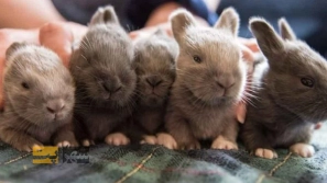 &Ugrave;&Dagger;&Ugrave;&hellip;&Ugrave;&Dagger; &Uacute;&dagger;&Ucirc;&OElig;&Oslash;&sup2; &Oslash;&macr;&Oslash;&plusmn;&Oslash;&uml;&Oslash;&sect;&Oslash;&plusmn;&Ugrave;&Dagger; &Oslash;&ordf;&Ugrave;&circ;&Ugrave;&bdquo;&Ucirc;&OElig;&Oslash;&macr; &Ugrave;&hellip;&Oslash;&laquo;&Ugrave;&bdquo; &Oslash;&reg;&Oslash;&plusmn;&Uacute;&macr;&Ugrave;&circ;&Oslash;&acute;&acirc;&euro;&OElig;&Ugrave;&Dagger;&Oslash;&sect;: &Oslash;&sect;&Oslash;&sup2; &Oslash;&not;&Ugrave;&Oslash;&ordf;&acirc;&euro;&OElig;&Uacute;&macr;&Ucirc;&OElig;&Oslash;&plusmn;&Ucirc;&OElig; &Oslash;&ordf;&Oslash;&sect; &Oslash;&ordf;&Ugrave;&circ;&Ugrave;&bdquo;&Oslash;&macr; &Oslash;&uml;&Uacute;&dagger;&Ugrave;&Dagger;&acirc;&euro;&OElig;&Oslash;&reg;&Oslash;&plusmn;&Uacute;&macr;&Ugrave;&circ;&Oslash;&acute;