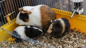 &Uacute;&dagger;&Uacute;&macr;&Ugrave;&circ;&Ugrave;&dagger;&Ugrave;&Dagger; &Oslash;&reg;&Oslash;&sect;&Ugrave;&dagger;&Ugrave;&Dagger;&acirc;&euro;&OElig;&Oslash;&sect;&Ucirc;&OElig; &Oslash;&sect;&Ugrave;&hellip;&Ugrave;&dagger; &Ugrave;&circ; &Oslash;&plusmn;&Oslash;&sect;&Oslash;&shy;&Oslash;&ordf; &Oslash;&uml;&Oslash;&plusmn;&Oslash;&sect;&Ucirc;&OElig; &Oslash;&reg;&Ugrave;&circ;&Uacute;&copy;&Uacute;&dagger;&Ugrave;&Dagger; &Ugrave;&Dagger;&Ugrave;&dagger;&Oslash;&macr;&Ucirc;&OElig; &Oslash;&uml;&Oslash;&sup3;&Oslash;&sect;&Oslash;&sup2;&Ucirc;&OElig;&Ugrave;&hellip;&Oslash;&Yuml;&Acirc;&nbsp;