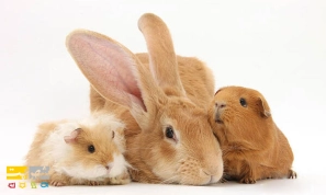 &Ugrave;&hellip;&Oslash;&sup1;&Oslash;&plusmn;&Ugrave;&Ucirc;&OElig; &Ugrave;&dagger;&Uacute;&tilde;&Oslash;&sect;&Oslash;&macr;&Ugrave;&Dagger;&Oslash;&sect;&Ucirc;&OElig; &Ugrave;&hellip;&Oslash;&shy;&Oslash;&uml;&Ugrave;&circ;&Oslash;&uml; &Oslash;&shy;&Ucirc;&OElig;&Ugrave;&circ;&Oslash;&sect;&Ugrave;&dagger;&Oslash;&sect;&Oslash;&ordf; &Oslash;&reg;&Oslash;&sect;&Ugrave;&dagger;&Uacute;&macr;&Ucirc;&OElig; &Ugrave;&circ; &Ugrave;&circ;&Ucirc;&OElig;&Uacute;&tilde;&Uacute;&macr;&Ucirc;&OElig;&acirc;&euro;&OElig;&Ugrave;&Dagger;&Oslash;&sect;&Ucirc;&OElig; &Ugrave;&hellip;&Ugrave;&dagger;&Oslash;&shy;&Oslash;&micro;&Oslash;&plusmn;&Oslash;&uml;&Ugrave;&Dagger;&acirc;&euro;&OElig;&Ugrave;&Oslash;&plusmn;&Oslash;&macr;&Oslash;&acute;&Oslash;&sect;&Ugrave;&dagger;