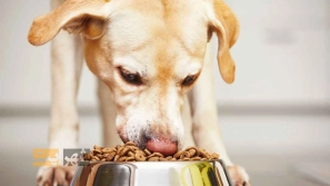 &Oslash;&reg;&Oslash;&plusmn;&Ucirc;&OElig;&Oslash;&macr; &Uacute;&copy;&Ugrave;&dagger;&Oslash;&sup3;&Oslash;&plusmn;&Ugrave;&circ; &Oslash;&sup3;&Uacute;&macr;: &Oslash;&plusmn;&Oslash;&sect;&Ugrave;&Dagger;&Ugrave;&dagger;&Ugrave;&hellip;&Oslash;&sect;&Ucirc;&OElig; &Uacute;&copy;&Oslash;&sect;&Ugrave;&hellip;&Ugrave;&bdquo; &Oslash;&sect;&Ugrave;&dagger;&Oslash;&ordf;&Oslash;&reg;&Oslash;&sect;&Oslash;&uml; &Oslash;&uml;&Ugrave;&Dagger;&Oslash;&ordf;&Oslash;&plusmn;&Ucirc;&OElig;&Ugrave;&dagger; &Ugrave;&hellip;&Oslash;&shy;&Oslash;&micro;&Ugrave;&circ;&Ugrave;&bdquo;