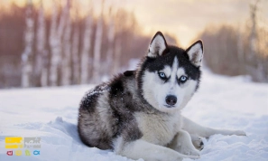 Ù…Ø¹Ø±ÙÛŒ Ú©Ø§Ù…Ù„ØŒ Ù†Ø­ÙˆÙ‡ Ù†Ú¯Ù‡Ø¯Ø§Ø±ÛŒ Ùˆ ØªØºØ°ÛŒÙ‡ Ù†Ú˜Ø§Ø¯ Ø³Ú¯ Ù‡Ø§Ø³Ú©ÛŒ