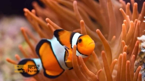 &Oslash;&cent;&Oslash;&acute;&Ugrave;&dagger;&Oslash;&sect;&Ucirc;&OElig;&Ucirc;&OElig; &Oslash;&uml;&Oslash;&sect; &Ugrave;&hellip;&Oslash;&sect;&Ugrave;&Dagger;&Ucirc;&OElig;&acirc;&euro;&OElig;&Ugrave;&Dagger;&Oslash;&sect;&Ucirc;&OElig; &Oslash;&cent;&Uacute;&copy;&Ugrave;&circ;&Oslash;&sect;&Oslash;&plusmn;&Ucirc;&OElig;&Ugrave;&circ;&Ugrave;&hellip;&Ucirc;&OElig; &Oslash;&cent;&Oslash;&uml; &Oslash;&acute;&Ugrave;&circ;&Oslash;&plusmn; &Ugrave;&circ; &Oslash;&acute;&Oslash;&plusmn;&Oslash;&sect;&Ucirc;&OElig;&Oslash;&middot; &Ugrave;&dagger;&Uacute;&macr;&Ugrave;&Dagger;&Oslash;&macr;&Oslash;&sect;&Oslash;&plusmn;&Ucirc;&OElig; &Oslash;&cent;&Ugrave;&dagger;&acirc;&euro;&OElig;&Ugrave;&Dagger;&Oslash;&sect;