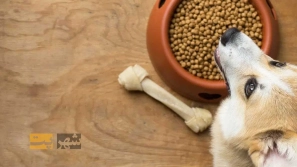 ÚÙ ØºØ°Ø§ÙØ§ÛÛ Ø¨Ø±Ø§Û Ø³Ú¯ خاÙÚ¯Û Ù
ضر ÙØ³ØªÙØ¯Ø Ø±Ø§ÙÙÙ
Ø§Û ØªØºØ°Û٠اÛÙ
Ù