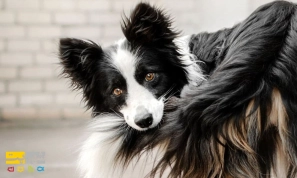 ÚÚ¯ÙÙ٠زبا٠بد٠سگ Ø®ÙØ¯ را درست ØªÙØ³Ûر Ú©ÙÛÙ
Ø