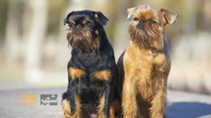 ÙÙØ§Ø¯Ø§Ø±ØªØ±ÛÙ ÙÚØ§Ø¯ÙØ§Û Ø³Ú¯ در دÙÛØ§ | Ù
عرÙÛ Û±Û° ÙÚØ§Ø¯ سگ با عش٠Ù
اداÙ
âØ§ÙØ¹Ù
ر Ø¨Ù Ø§ÙØ³Ø§Ù