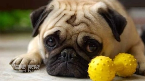 Ûµ ÙØ´Ø§ÙÙ Ø§ÙØ³Ø±Ø¯Ú¯Û در سگ ÙØ§