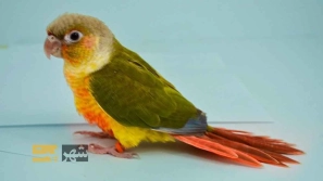 &Oslash;&uml;&Oslash;&sect; &Oslash;&uml;&Ucirc;&OElig;&Ugrave;&hellip;&Oslash;&sect;&Oslash;&plusmn;&Ucirc;&OElig;&acirc;&euro;&OElig;&Ugrave;&Dagger;&Oslash;&sect;&Ucirc;&OElig; &Oslash;&acute;&Oslash;&sect;&Ucirc;&OElig;&Oslash;&sup1; &Oslash;&middot;&Ugrave;&circ;&Oslash;&middot;&Ucirc;&OElig; &Uacute;&macr;&Oslash;&plusmn;&Ucirc;&OElig;&Ugrave;&dagger;&Uacute;&dagger;&Ucirc;&OElig;&Uacute;&copy; &Oslash;&cent;&Oslash;&acute;&Ugrave;&dagger;&Oslash;&sect; &Oslash;&acute;&Ugrave;&circ;&Ucirc;&OElig;&Oslash;&macr; &Ugrave;&circ; &Oslash;&sect;&Oslash;&sup2; &Oslash;&cent;&Ugrave;&dagger;&acirc;&euro;&OElig;&Ugrave;&Dagger;&Oslash;&sect; &Oslash;&not;&Ugrave;&bdquo;&Ugrave;&circ;&Uacute;&macr;&Ucirc;&OElig;&Oslash;&plusmn;&Ucirc;&OElig; &Uacute;&copy;&Ugrave;&dagger;&Ucirc;&OElig;&Oslash;&macr;