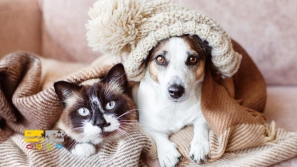 &Ucirc;&cedil; &Oslash;&ordf;&Ugrave;&circ;&Oslash;&micro;&Ucirc;&OElig;&Ugrave;&Dagger; &Oslash;&para;&Oslash;&plusmn;&Ugrave;&circ;&Oslash;&plusmn;&Ucirc;&OElig; &Oslash;&uml;&Oslash;&plusmn;&Oslash;&sect;&Ucirc;&OElig; &Oslash;&sup3;&Ugrave;&bdquo;&Oslash;&sect;&Ugrave;&hellip;&Oslash;&ordf; &Oslash;&shy;&Ucirc;&OElig;&Ugrave;&circ;&Oslash;&sect;&Ugrave;&dagger;&Oslash;&sect;&Oslash;&ordf; &Oslash;&reg;&Oslash;&sect;&Ugrave;&dagger;&Uacute;&macr;&Ucirc;&OElig; &Oslash;&macr;&Oslash;&plusmn; &Ugrave;&Oslash;&micro;&Ugrave;&bdquo; &Oslash;&sup2;&Ugrave;&hellip;&Oslash;&sup3;&Oslash;&ordf;&Oslash;&sect;&Ugrave;&dagger;