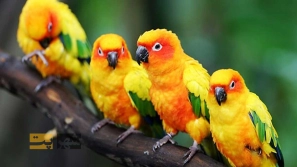 Ø¨ÙØªØ±ÛÙ ØºØ°Ø§Û Ù¾Ø±ÙØ¯Ù خاÙÚ¯Û ÚÛØ³ØªØ Ù
Ø²Ø§ÛØ§Ø Ù
Ø¹Ø§ÛØ¨ Ù Ù
عرÙÛ Ø¨Ø±ÙØ¯