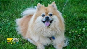 &Ucirc;&sup1; &Ugrave;&dagger;&Uacute;&tilde;&Oslash;&sect;&Oslash;&macr; &Oslash;&uml;&Oslash;&plusmn;&Oslash;&ordf;&Oslash;&plusmn; &Oslash;&sup3;&Uacute;&macr; &Ugrave;&Dagger;&Oslash;&sect;&Ucirc;&OElig; &Oslash;&sup1;&Oslash;&plusmn;&Ugrave;&circ;&Oslash;&sup3;&Uacute;&copy;&Ucirc;&OElig; &Oslash;&uml;&Oslash;&plusmn;&Oslash;&sect;&Ucirc;&OElig; &Ugrave;&Dagger;&Ugrave;&hellip;&Oslash;&macr;&Ugrave;&hellip;&Ucirc;&OElig; &Ugrave;&circ; &Oslash;&cent;&Oslash;&plusmn;&Oslash;&sect;&Ugrave;&hellip;&Oslash;&acute;