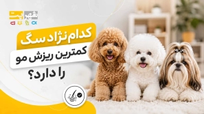 &Oslash;&sup3;&Uacute;&macr; &Ugrave;&hellip;&Ugrave;&dagger;&Oslash;&sect;&Oslash;&sup3;&Oslash;&uml; &Oslash;&sect;&Ugrave;&Oslash;&plusmn;&Oslash;&sect;&Oslash;&macr; &Oslash;&cent;&Ugrave;&bdquo;&Oslash;&plusmn;&Uacute;&tilde;&Ucirc;&OElig;&Uacute;&copy;&Oslash;&rsaquo; &Oslash;&plusmn;&Oslash;&sect;&Ugrave;&Dagger;&Ugrave;&dagger;&Ugrave;&hellip;&Oslash;&sect;&Ucirc;&OElig; &Uacute;&copy;&Oslash;&sect;&Ugrave;&hellip;&Ugrave;&bdquo; &Ugrave;&dagger;&Uacute;&tilde;&Oslash;&sect;&Oslash;&macr;&Ugrave;&Dagger;&Oslash;&sect;&Ucirc;&OElig; &Uacute;&copy;&Ugrave;&hellip; &Oslash;&plusmn;&Ucirc;&OElig;&Oslash;&sup2;&Oslash;&acute;