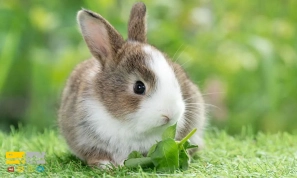 ÚØ±Ø§ Ø®Ø±Ú¯ÙØ´âÙØ§ ÙÙ
ÛØ´Ù Ø¯ÙØ¨Ø§Ù جÙÛØ¯Ù ÙØ³ØªÙØ Ùگا٠عÙÙ
Û Ø¨Ù ÙÛØ§Ø² جÙÛØ¯Ù