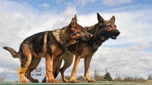 Û· ÙÚØ§Ø¯ از باÙÙØ´ ترÛ٠سگ ÙØ§ Ø¨Ø±Ø§Û Ø¢Ù
ÙØ²Ø´ Ù
ؤثر