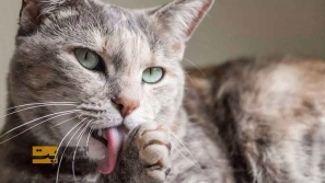 &Uacute;&macr;&Ugrave;&bdquo;&Ugrave;&circ;&Ugrave;&bdquo;&Ugrave;&Dagger; &Ugrave;&hellip;&Ugrave;&circ;&Ucirc;&OElig;&Ucirc;&OElig; &Ucirc;&OElig;&Oslash;&sect; &Ugrave;&Dagger;&Oslash;&plusmn;&Oslash;&uml;&Oslash;&sect;&Ugrave;&bdquo; &Oslash;&macr;&Oslash;&plusmn; &Uacute;&macr;&Oslash;&plusmn;&Oslash;&uml;&Ugrave;&Dagger; &Ugrave;&Dagger;&Oslash;&sect; &Uacute;&dagger;&Ucirc;&OElig;&Oslash;&sup3;&Oslash;&ordf;&Oslash;&Yuml;