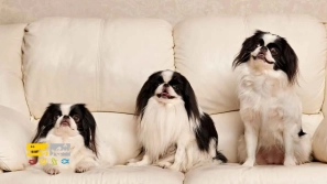 &Ucirc;&sup1; &Ugrave;&dagger;&Uacute;&tilde;&Oslash;&sect;&Oslash;&macr; &Oslash;&uml;&Oslash;&plusmn;&Oslash;&ordf;&Oslash;&plusmn; &Oslash;&sup3;&Uacute;&macr; &Ugrave;&Dagger;&Oslash;&sect;&Ucirc;&OElig; &Oslash;&sup1;&Oslash;&plusmn;&Ugrave;&circ;&Oslash;&sup3;&Uacute;&copy;&Ucirc;&OElig; &Oslash;&uml;&Oslash;&plusmn;&Oslash;&sect;&Ucirc;&OElig; &Ugrave;&Dagger;&Ugrave;&hellip;&Oslash;&macr;&Ugrave;&hellip;&Ucirc;&OElig; &Ugrave;&circ; &Oslash;&cent;&Oslash;&plusmn;&Oslash;&sect;&Ugrave;&hellip;&Oslash;&acute;