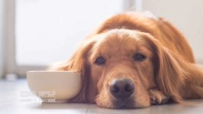 Ûµ ÙØ´Ø§ÙÙ Ø§ÙØ³Ø±Ø¯Ú¯Û در سگ ÙØ§