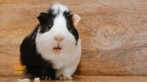 &Oslash;&plusmn;&Oslash;&sect;&Ucirc;&OElig;&Oslash;&not;&acirc;&euro;&OElig;&Oslash;&ordf;&Oslash;&plusmn;&Ucirc;&OElig;&Ugrave;&dagger; &Oslash;&uml;&Ucirc;&OElig;&Ugrave;&hellip;&Oslash;&sect;&Oslash;&plusmn;&Ucirc;&OElig;&acirc;&euro;&OElig;&Ugrave;&Dagger;&Oslash;&sect;&Ucirc;&OElig; &Oslash;&reg;&Ugrave;&circ;&Uacute;&copy;&Uacute;&dagger;&Ugrave;&Dagger; &Ugrave;&Dagger;&Ugrave;&dagger;&Oslash;&macr;&Ucirc;&OElig; &Ugrave;&circ; &Oslash;&plusmn;&Ugrave;&circ;&Oslash;&acute;&acirc;&euro;&OElig;&Ugrave;&Dagger;&Oslash;&sect;&Ucirc;&OElig; &Ugrave;&frac34;&Ucirc;&OElig;&Oslash;&acute;&Uacute;&macr;&Ucirc;&OElig;&Oslash;&plusmn;&Ucirc;&OElig; &Oslash;&sect;&Oslash;&sup2; &Oslash;&cent;&Ugrave;&dagger;&acirc;&euro;&OElig;&Ugrave;&Dagger;&Oslash;&sect;