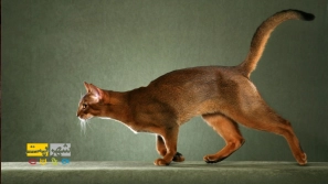 Ù
عرÙÛ Ú¯Ø±Ø¨Ù ÙÚØ§Ø¯ ØØ¨Ø´Û | ÛÚ©Û Ø§Ø² باÙÙØ´ ترÛÙ Ù ÙØ¹Ø§Ù ترÛÙ ÙÚØ§Ø¯ÙØ§Û Ø¯ÙÛØ§