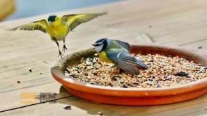 تغذÛÙ Ù
ÙØ§Ø³Ø¨ Ù¾Ø±ÙØ¯Ú¯Ø§Ù خاÙÚ¯Û Ú©Ø¯Ø§Ù
 استØ