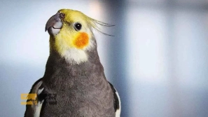 &Oslash;&uml;&Ugrave;&Dagger;&Oslash;&ordf;&Oslash;&plusmn;&Ucirc;&OElig;&Ugrave;&dagger; &Oslash;&sect;&Oslash;&sup3;&Oslash;&uml;&Oslash;&sect;&Oslash;&uml;&acirc;&euro;&OElig;&Oslash;&uml;&Oslash;&sect;&Oslash;&sup2;&Ucirc;&OElig;&acirc;&euro;&OElig;&Ugrave;&Dagger;&Oslash;&sect; &Oslash;&uml;&Oslash;&plusmn;&Oslash;&sect;&Ucirc;&OElig; &Oslash;&sup3;&Oslash;&plusmn;&Uacute;&macr;&Oslash;&plusmn;&Ugrave;&hellip;&Ucirc;&OElig; &Oslash;&sup1;&Oslash;&plusmn;&Ugrave;&circ;&Oslash;&sup3; &Ugrave;&Dagger;&Ugrave;&bdquo;&Ugrave;&dagger;&Oslash;&macr;&Ucirc;&OElig;