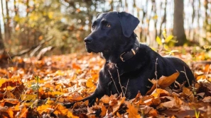 ÙÙØ§Ø¯Ø§Ø±ØªØ±ÛÙ ÙÚØ§Ø¯ÙØ§Û Ø³Ú¯ در دÙÛØ§ | Ù
عرÙÛ Û±Û° ÙÚØ§Ø¯ سگ با عش٠Ù
اداÙ
âØ§ÙØ¹Ù
ر Ø¨Ù Ø§ÙØ³Ø§Ù