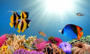 &Ugrave;&hellip;&Oslash;&sup1;&Oslash;&plusmn;&Ugrave;&Ucirc;&OElig; &Ugrave;&dagger;&Uacute;&tilde;&Oslash;&sect;&Oslash;&macr;&Ugrave;&Dagger;&Oslash;&sect;&Ucirc;&OElig; &Ugrave;&hellip;&Oslash;&shy;&Oslash;&uml;&Ugrave;&circ;&Oslash;&uml; &Oslash;&shy;&Ucirc;&OElig;&Ugrave;&circ;&Oslash;&sect;&Ugrave;&dagger;&Oslash;&sect;&Oslash;&ordf; &Oslash;&reg;&Oslash;&sect;&Ugrave;&dagger;&Uacute;&macr;&Ucirc;&OElig; &Ugrave;&circ; &Ugrave;&circ;&Ucirc;&OElig;&Uacute;&tilde;&Uacute;&macr;&Ucirc;&OElig;&acirc;&euro;&OElig;&Ugrave;&Dagger;&Oslash;&sect;&Ucirc;&OElig; &Ugrave;&hellip;&Ugrave;&dagger;&Oslash;&shy;&Oslash;&micro;&Oslash;&plusmn;&Oslash;&uml;&Ugrave;&Dagger;&acirc;&euro;&OElig;&Ugrave;&Oslash;&plusmn;&Oslash;&macr;&Oslash;&acute;&Oslash;&sect;&Ugrave;&dagger;