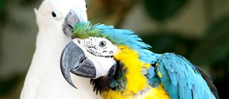 معرفی انواع پرندگان سخنگو در سراسر جهان
