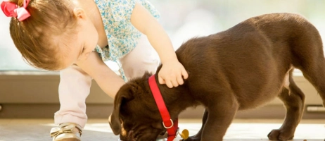 معرفی 10 نژاد از بهترین سگ های آپارتمانی مناسب کودکان، مشخصات، ویژگی ها