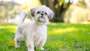 Ù
عرÙÛ Ø³Ú¯ Ø´ÛØªØ²Ù Ù Ø·Ù٠عÙ
ر Ø¢Ù