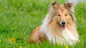 ÙÙØ§Ø¯Ø§Ø±ØªØ±ÛÙ ÙÚØ§Ø¯ÙØ§Û Ø³Ú¯ در دÙÛØ§ | Ù
عرÙÛ Û±Û° ÙÚØ§Ø¯ سگ با عش٠Ù
اداÙ
âØ§ÙØ¹Ù
ر Ø¨Ù Ø§ÙØ³Ø§Ù