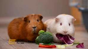 &Oslash;&plusmn;&Oslash;&sect;&Ucirc;&OElig;&Oslash;&not;&acirc;&euro;&OElig;&Oslash;&ordf;&Oslash;&plusmn;&Ucirc;&OElig;&Ugrave;&dagger; &Oslash;&uml;&Ucirc;&OElig;&Ugrave;&hellip;&Oslash;&sect;&Oslash;&plusmn;&Ucirc;&OElig;&acirc;&euro;&OElig;&Ugrave;&Dagger;&Oslash;&sect;&Ucirc;&OElig; &Oslash;&reg;&Ugrave;&circ;&Uacute;&copy;&Uacute;&dagger;&Ugrave;&Dagger; &Ugrave;&Dagger;&Ugrave;&dagger;&Oslash;&macr;&Ucirc;&OElig; &Ugrave;&circ; &Oslash;&plusmn;&Ugrave;&circ;&Oslash;&acute;&acirc;&euro;&OElig;&Ugrave;&Dagger;&Oslash;&sect;&Ucirc;&OElig; &Ugrave;&frac34;&Ucirc;&OElig;&Oslash;&acute;&Uacute;&macr;&Ucirc;&OElig;&Oslash;&plusmn;&Ucirc;&OElig; &Oslash;&sect;&Oslash;&sup2; &Oslash;&cent;&Ugrave;&dagger;&acirc;&euro;&OElig;&Ugrave;&Dagger;&Oslash;&sect;