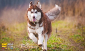 Ù…Ø¹Ø±ÙÛŒ Ú©Ø§Ù…Ù„ØŒ Ù†Ø­ÙˆÙ‡ Ù†Ú¯Ù‡Ø¯Ø§Ø±ÛŒ Ùˆ ØªØºØ°ÛŒÙ‡ Ù†Ú˜Ø§Ø¯ Ø³Ú¯ Ù‡Ø§Ø³Ú©ÛŒ