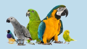 Ù
عرÙÛ ÙÚØ§Ø¯ÙØ§Û Ù
ØØ¨Ùب ØÛÙØ§Ùات خاÙÚ¯Û Ù ÙÛÚÚ¯ÛâÙØ§Û Ù
ÙØØµØ±Ø¨ÙâÙØ±Ø¯Ø´Ø§Ù