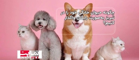 چگونه حیوان خانگی خود را در تبریز به‌صورت رایگان واگذار کنیم؟ (نماپت)