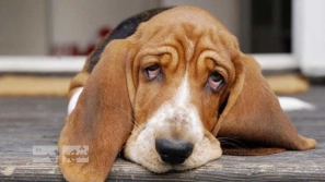 Ûµ ÙØ´Ø§ÙÙ Ø§ÙØ³Ø±Ø¯Ú¯Û در سگ ÙØ§