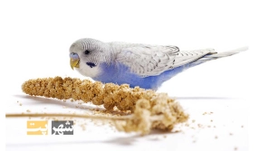 Ø¨ÙØªØ±ÛÙ ØºØ°Ø§Û Ù¾Ø±ÙØ¯Ù خاÙÚ¯Û ÚÛØ³ØªØ Ù
Ø²Ø§ÛØ§Ø Ù
Ø¹Ø§ÛØ¨ Ù Ù
عرÙÛ Ø¨Ø±ÙØ¯