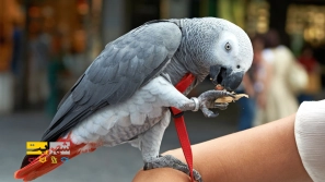 Ø¨Ù‡ØªØ±ÛŒÙ† ØºØ°Ø§ÛŒ Ø·ÙˆØ·ÛŒ Ú©Ø§Ø³Ú©Ùˆ Ú†ÛŒØ³ØªØŸ Ú©Ø§Ù…Ù„â€ŒØªØ±ÛŒÙ† Ø±Ø§Ù‡Ù†Ù…Ø§ÛŒ ØªØºØ°ÛŒÙ‡ Û²Û°Û²Ûµ