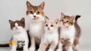 Ù
عرÙÛ ÙÚØ§Ø¯ÙØ§Û Ù
ØØ¨Ùب ØÛÙØ§Ùات خاÙÚ¯Û Ù ÙÛÚÚ¯ÛâÙØ§Û Ù
ÙØØµØ±Ø¨ÙâÙØ±Ø¯Ø´Ø§Ù