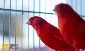 Ø¢Ø´Ù†Ø§ÛŒÛŒ Ø¨Ø§ Ù‚Ù†Ø§Ø±ÛŒ Ùˆ Ø¬ÙØª Ú¯ÛŒØ±ÛŒ Ø¢Ù†â€ŒÙ‡Ø§