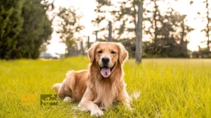 ÙÙØ§Ø¯Ø§Ø±ØªØ±ÛÙ ÙÚØ§Ø¯ÙØ§Û Ø³Ú¯ در دÙÛØ§ | Ù
عرÙÛ Û±Û° ÙÚØ§Ø¯ سگ با عش٠Ù
اداÙ
âØ§ÙØ¹Ù
ر Ø¨Ù Ø§ÙØ³Ø§Ù