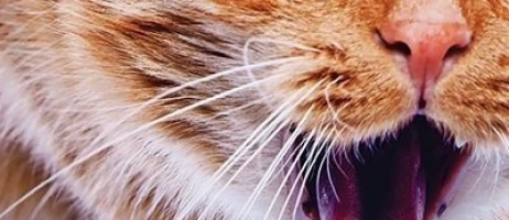 گلوله مویی یا هربال در گربه ها چیست؟