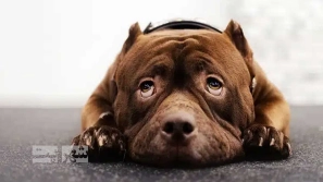 Ûµ ÙØ´Ø§ÙÙ Ø§ÙØ³Ø±Ø¯Ú¯Û در سگ ÙØ§