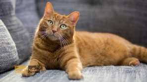 &Oslash;&sect;&Ugrave;&dagger;&Oslash;&ordf;&Oslash;&reg;&Oslash;&sect;&Oslash;&uml; &Oslash;&uml;&Ugrave;&Dagger;&Oslash;&ordf;&Oslash;&plusmn;&Ucirc;&OElig;&Ugrave;&dagger; &Ugrave;&dagger;&Uacute;&tilde;&Oslash;&sect;&Oslash;&macr; &Uacute;&macr;&Oslash;&plusmn;&Oslash;&uml;&Ugrave;&Dagger; &Ugrave;&hellip;&Oslash;&ordf;&Ugrave;&dagger;&Oslash;&sect;&Oslash;&sup3;&Oslash;&uml; &Oslash;&uml;&Oslash;&sect; &Oslash;&sup3;&Oslash;&uml;&Uacute;&copy; &Oslash;&sup2;&Ugrave;&dagger;&Oslash;&macr;&Uacute;&macr;&Ucirc;&OElig; &Oslash;&acute;&Ugrave;&hellip;&Oslash;&sect;