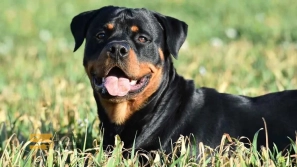 ÙÙØ§Ø¯Ø§Ø±ØªØ±ÛÙ ÙÚØ§Ø¯ÙØ§Û Ø³Ú¯ در دÙÛØ§ | Ù
عرÙÛ Û±Û° ÙÚØ§Ø¯ سگ با عش٠Ù
اداÙ
âØ§ÙØ¹Ù
ر Ø¨Ù Ø§ÙØ³Ø§Ù