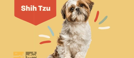 بهترین غذای تشویقی برای سگ شیتزو